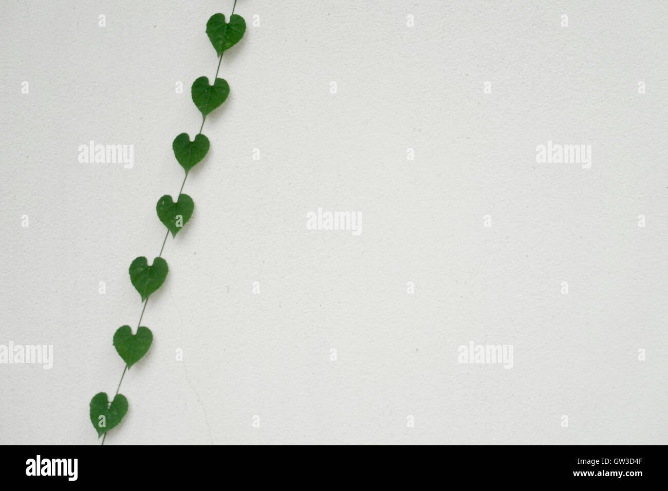 green heart shaped leaves on white wall Stock Photo - Alamy