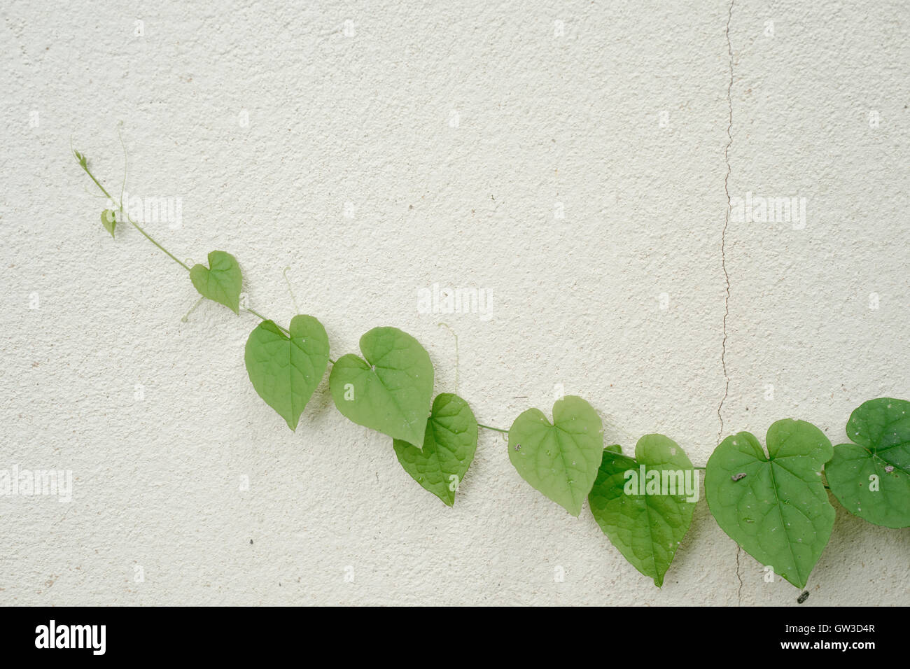 green heart shaped leaves on white wall Stock Photo - Alamy