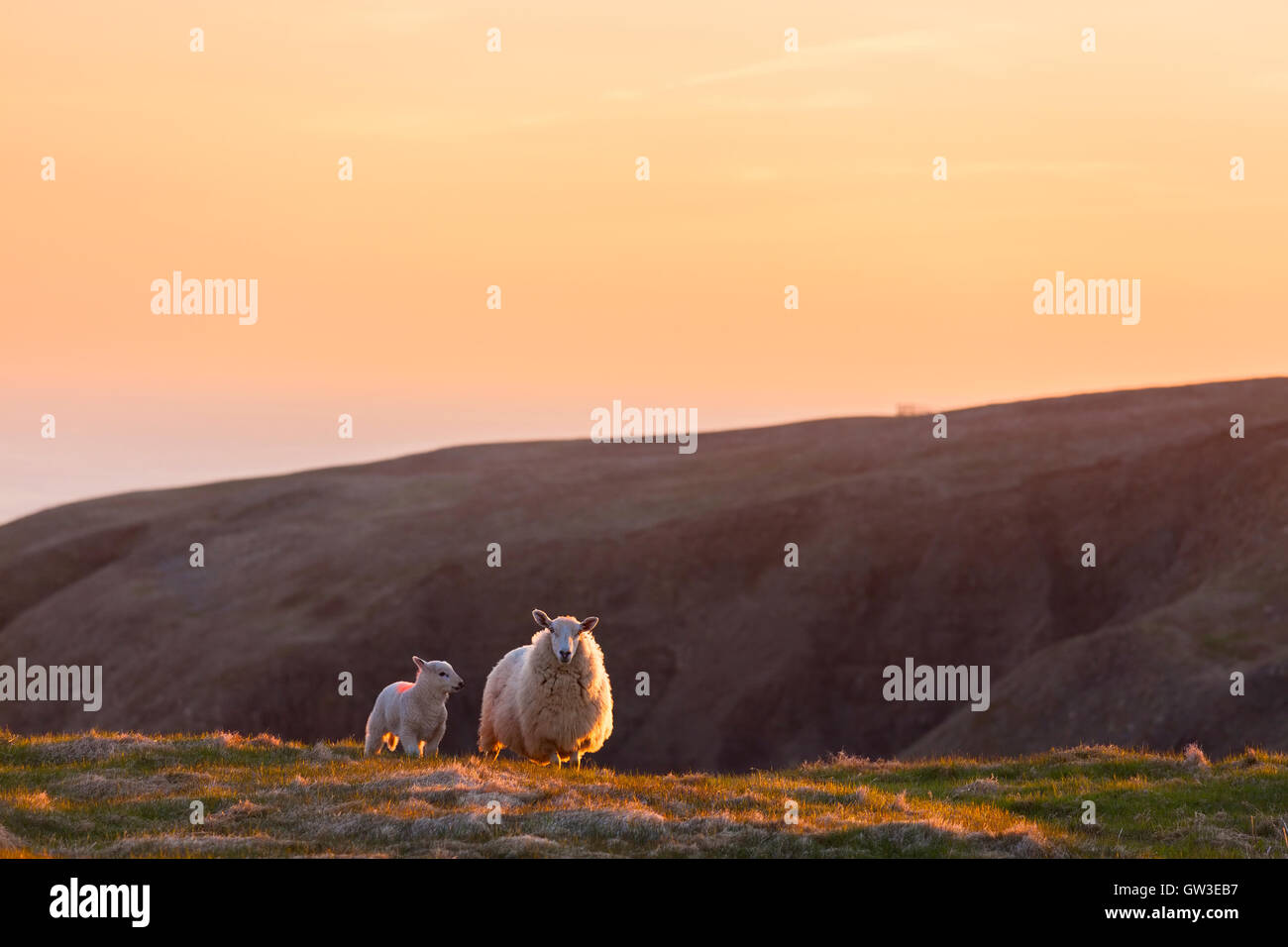 Sheep (Ovis aries) and her lamb on a hillside at Cape St. Mary's Ecological Reserve, Newfoundland, Canada. Stock Photo