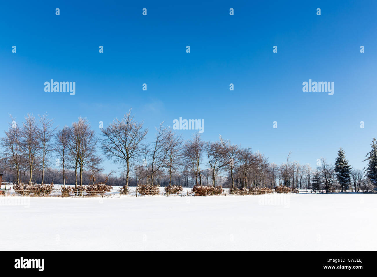 trees in the winter Stock Photo - Alamy