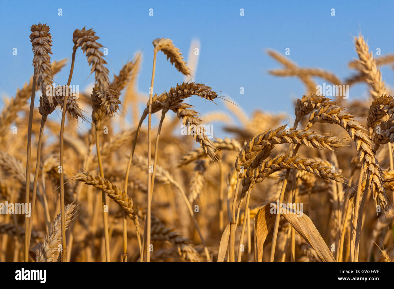 ears of ripe wheat against blue sky Stock Photo