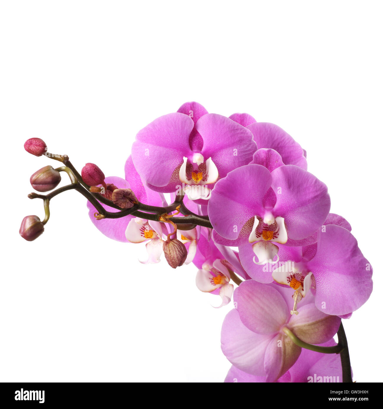 Pink streaked orchid flower isolated on white background Stock Photo ...