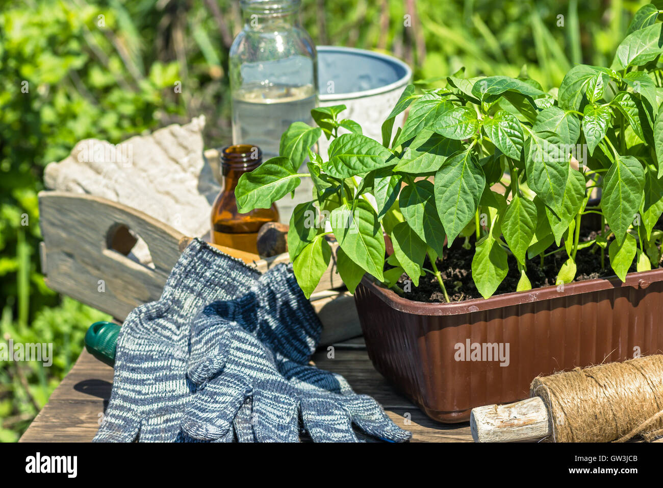 Pepper seedlings plants outdoor Stock Photo Alamy