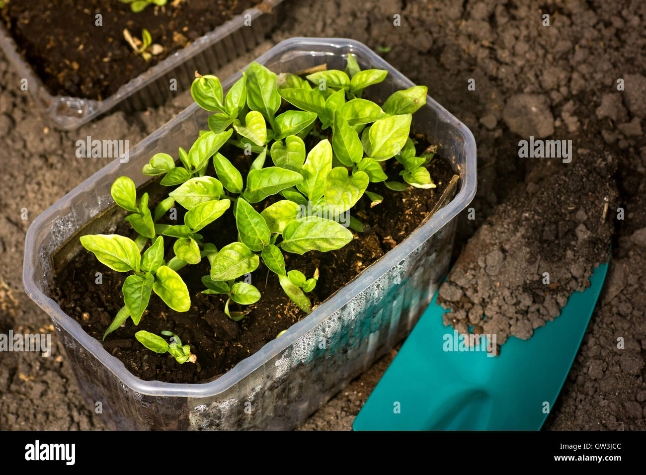 Pepper seedlings plants Stock Photo Alamy