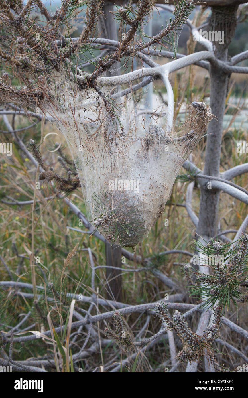Moth nest suspended from a conifer Stock Photo Alamy