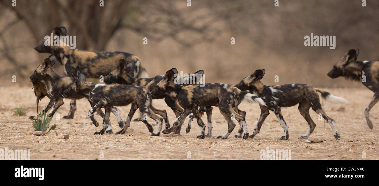 Pack of wild dogs (Lycaon pictus) with pups on the move. One of the pups is carrying the skull of a young male Impala (Aepyceros Stock Photo