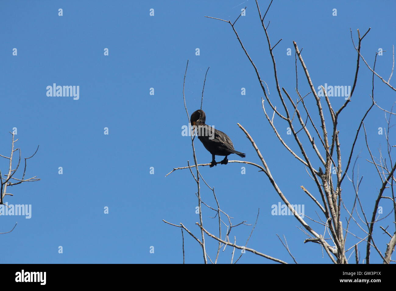 cormorant, bird, wildlife, nature, tree, black, water, beak, wild, phalacrocorax, sky, feather, neck, branch, birds, fauna, envi Stock Photo