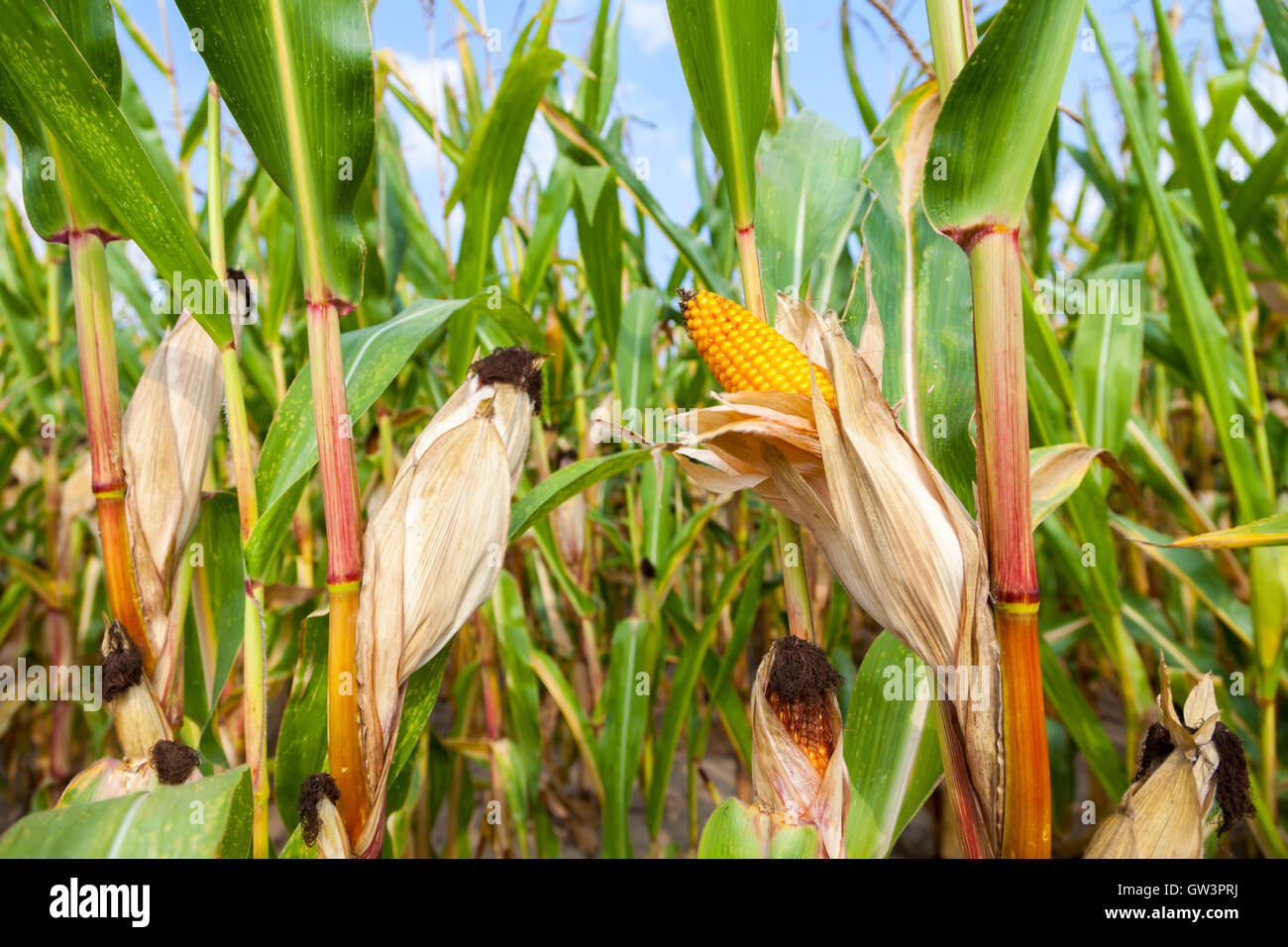corncob green in a corn field Stock Photo