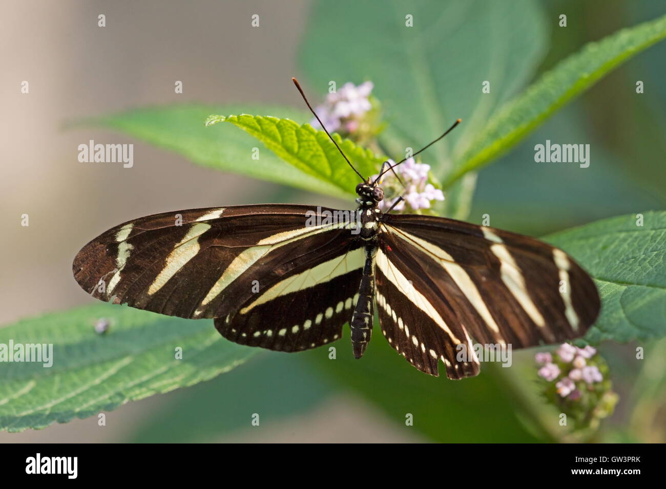 Passionflower butterfly sits on a plant, Netherlands Stock Photo