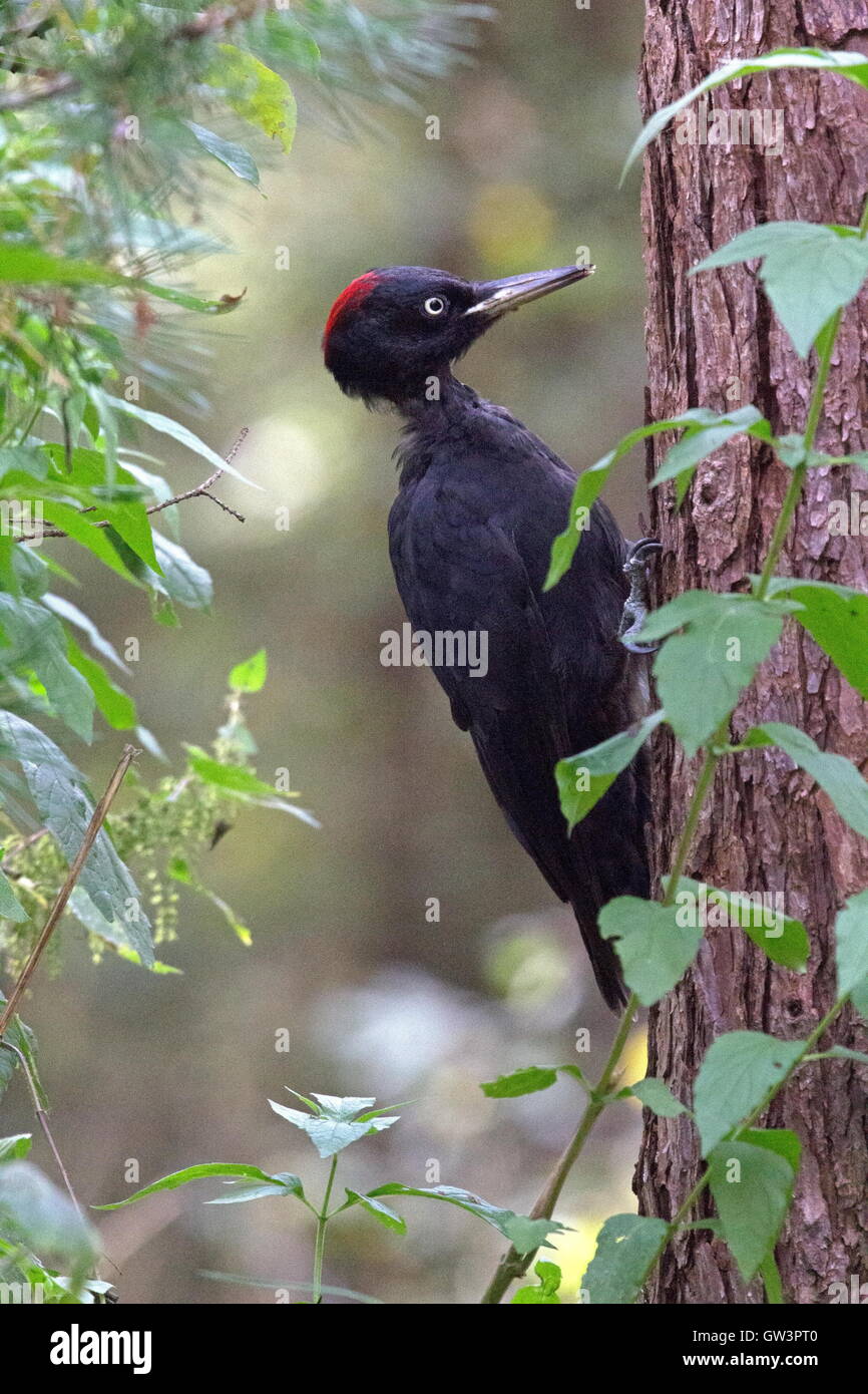 Portrait of a black woodpecker, Netherlands Stock Photo