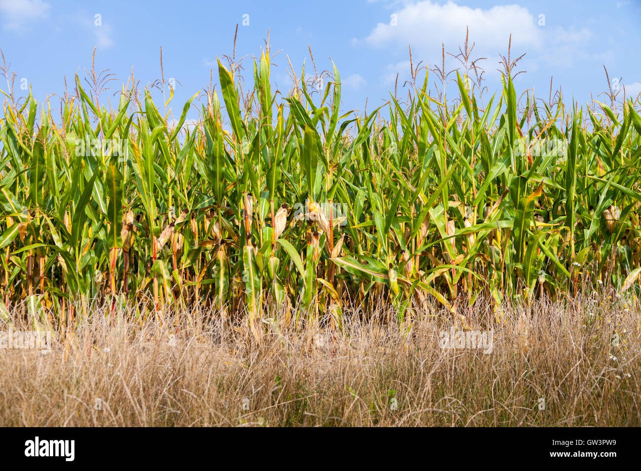corncob green in a corn field Stock Photo