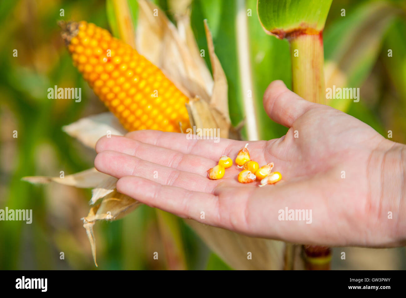 corn in a hand on a corn field Stock Photo