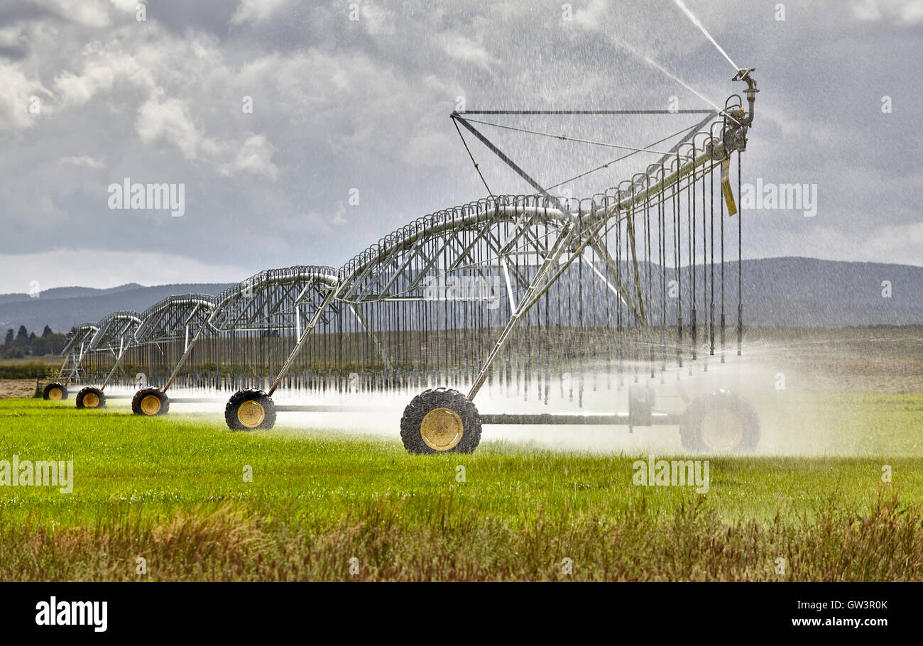 Large farm irrigation sprinkler system watering grass crop Stock Photo -  Alamy