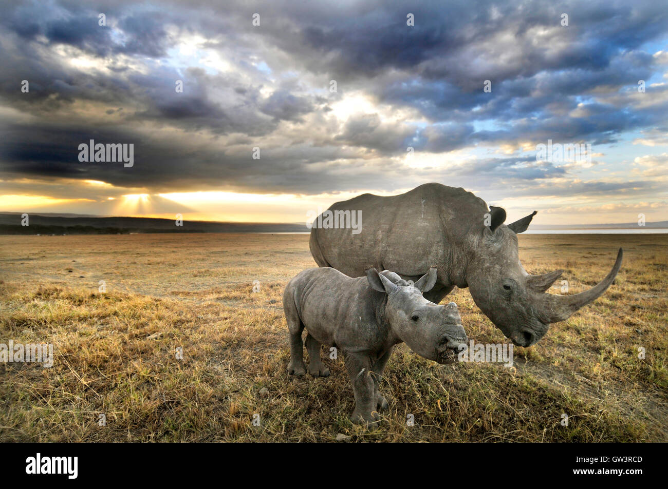 Mother Rhinoceros with Baby at Sunset Stock Photo