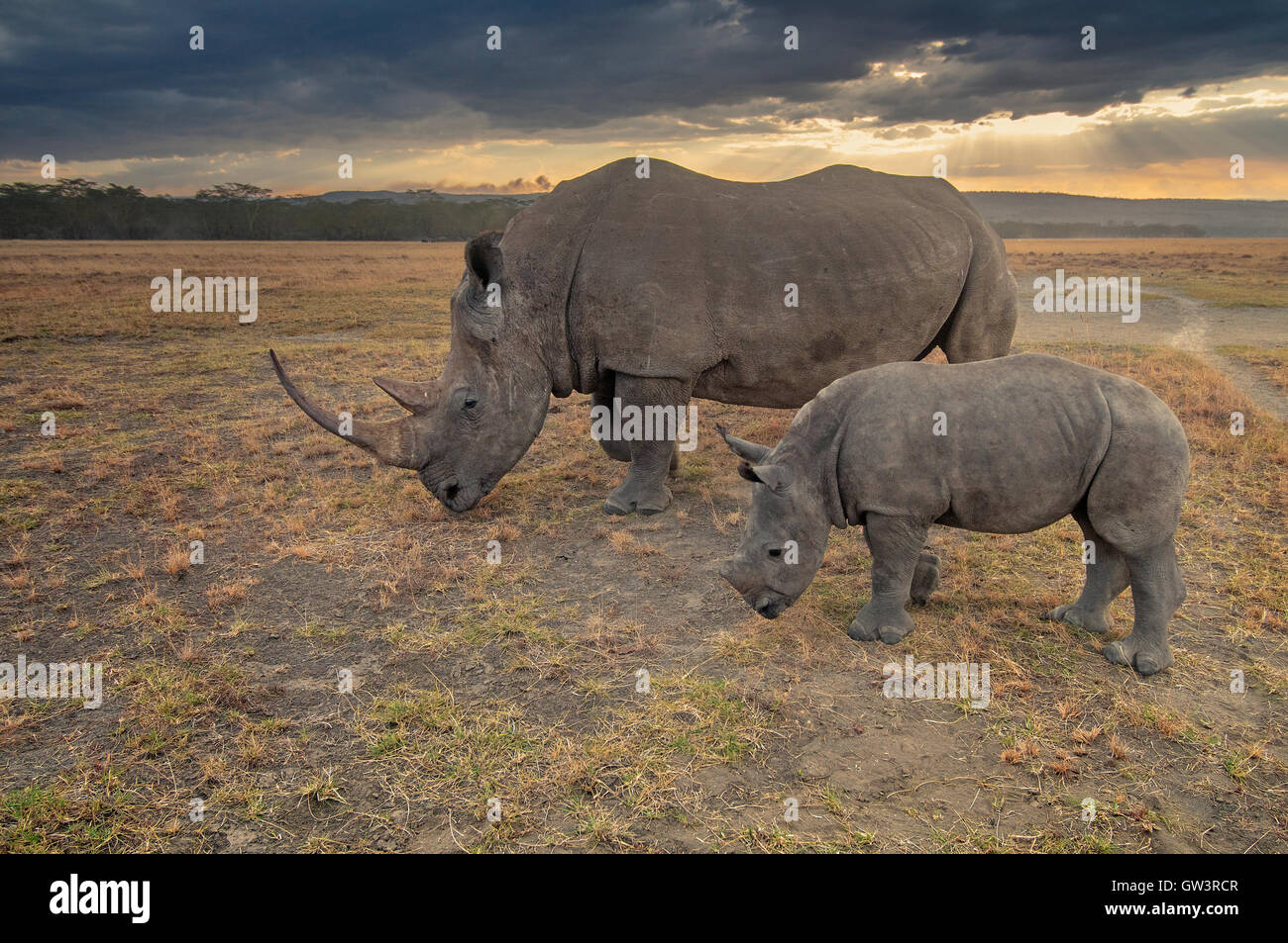 Rhino and Baby Stock Photo