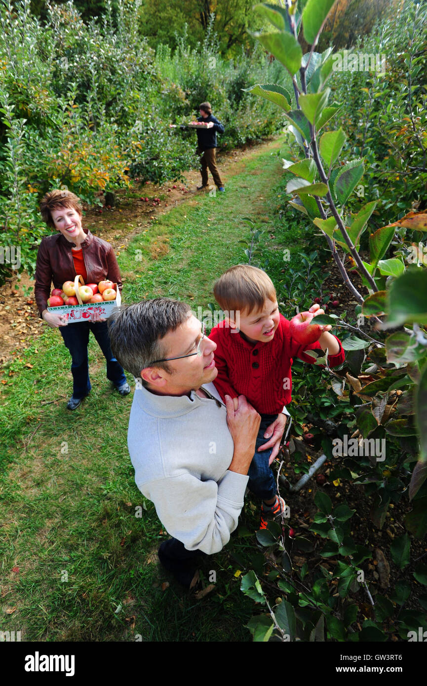 USA Maryland Family apple picking at a pick your own produce farm