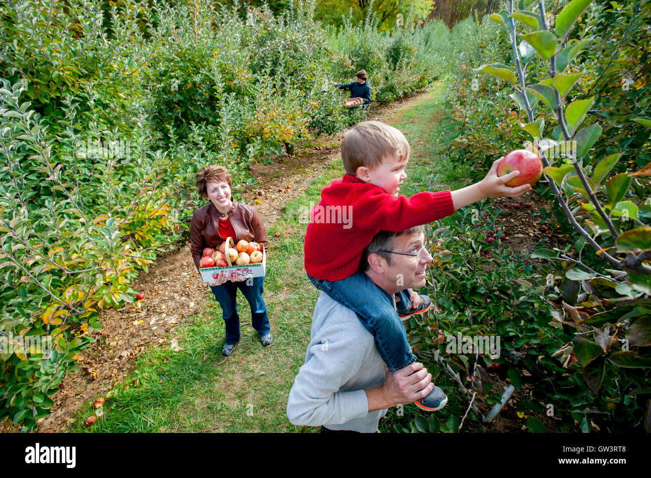 USA Maryland Family apple picking at a pick your own produce farm