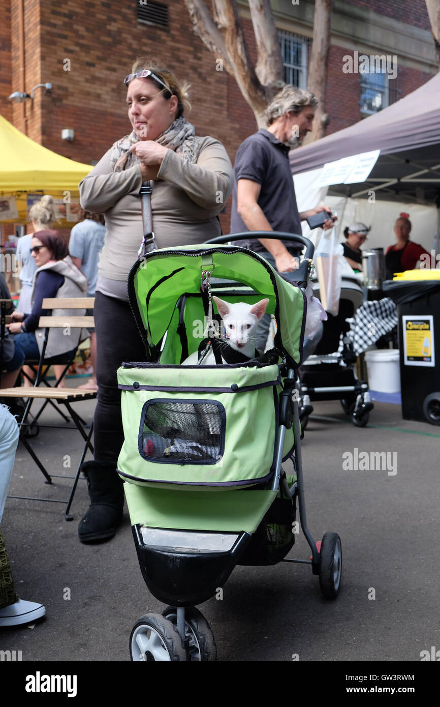 Woman with White Siamese cat in pram at markets Stock Photo