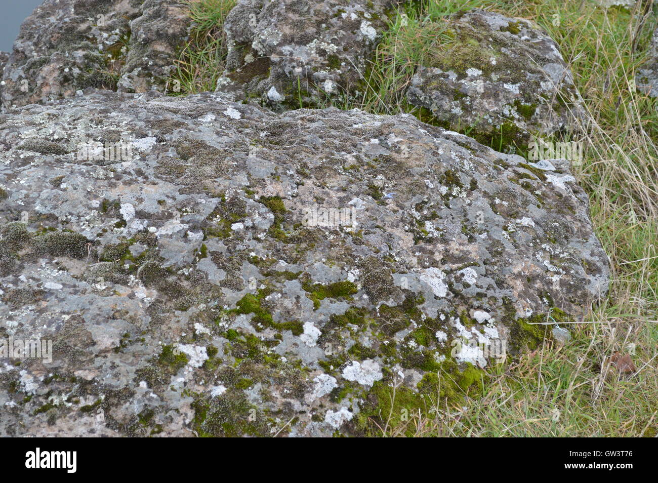 lichen covered rock Stock Photo - Alamy