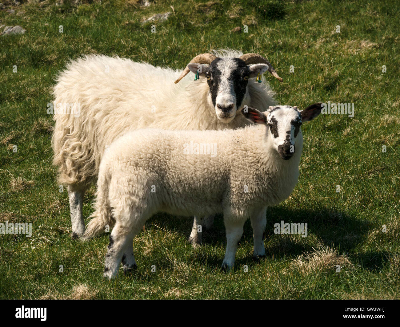 Blackface sheep, Ewe and Lamb, Isle of Colonsay, Scotland, UK. Stock Photo
