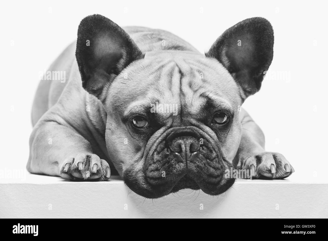 Beautiful french bulldog dog Stock Photo - Alamy