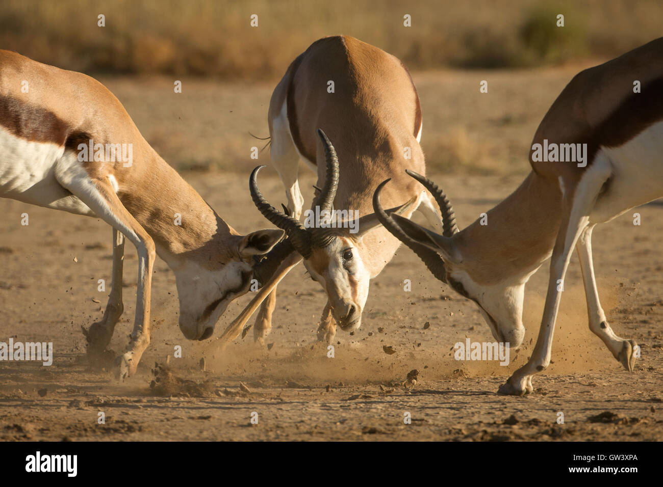 Springbok clash during a rutting period in the Kglagadi Transfrontier National Park, South Africa. Stock Photo