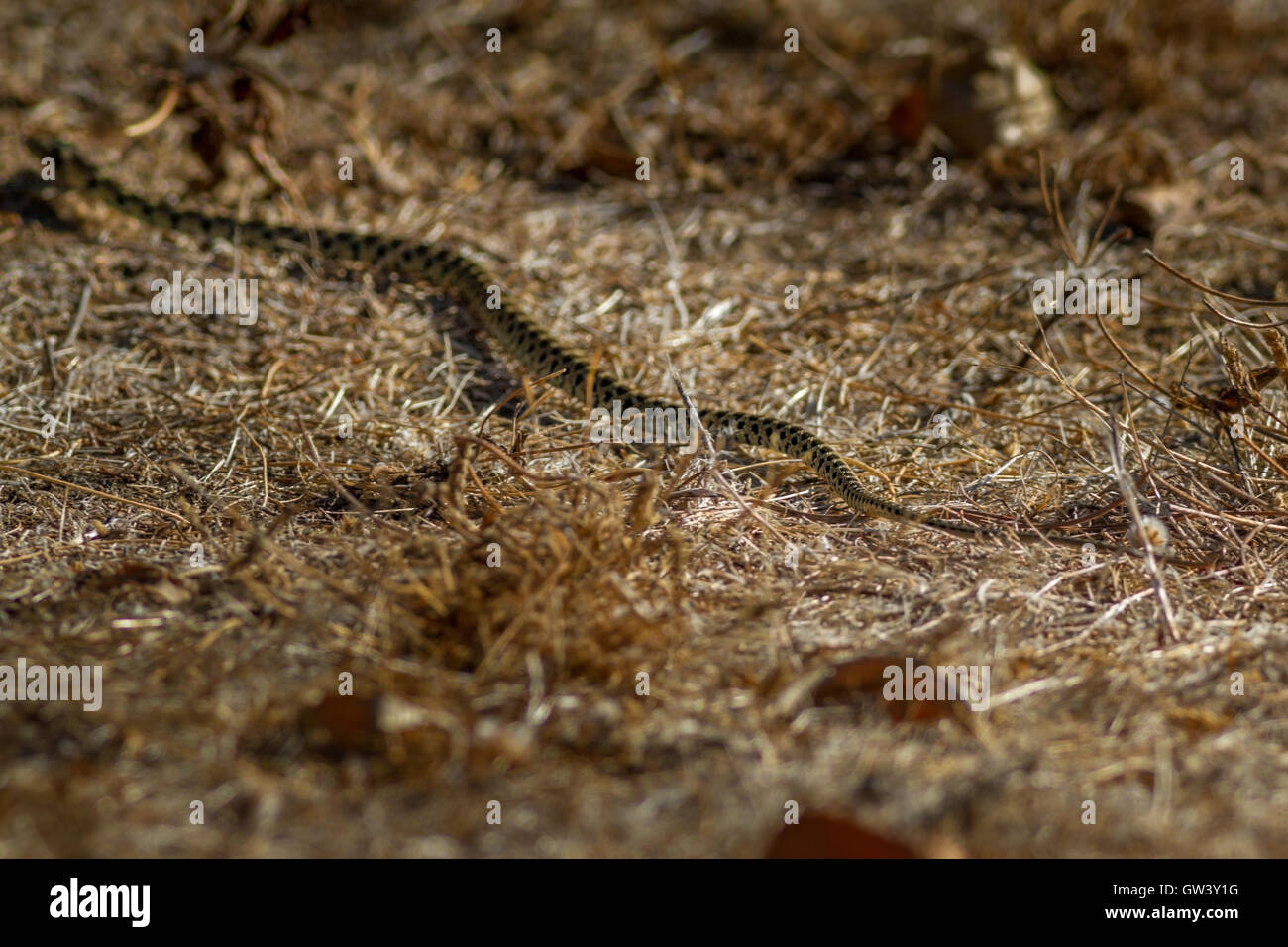 Horseshoe whip snake in the Ria Formosa Natural Park, Olhao, Algarve, Portugal Stock Photo