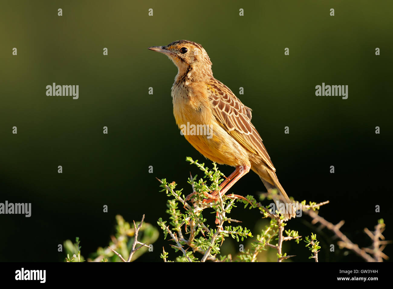An orange-throated longclaw (Macronyx capensis) sitting on a branch, South Africa Stock Photo