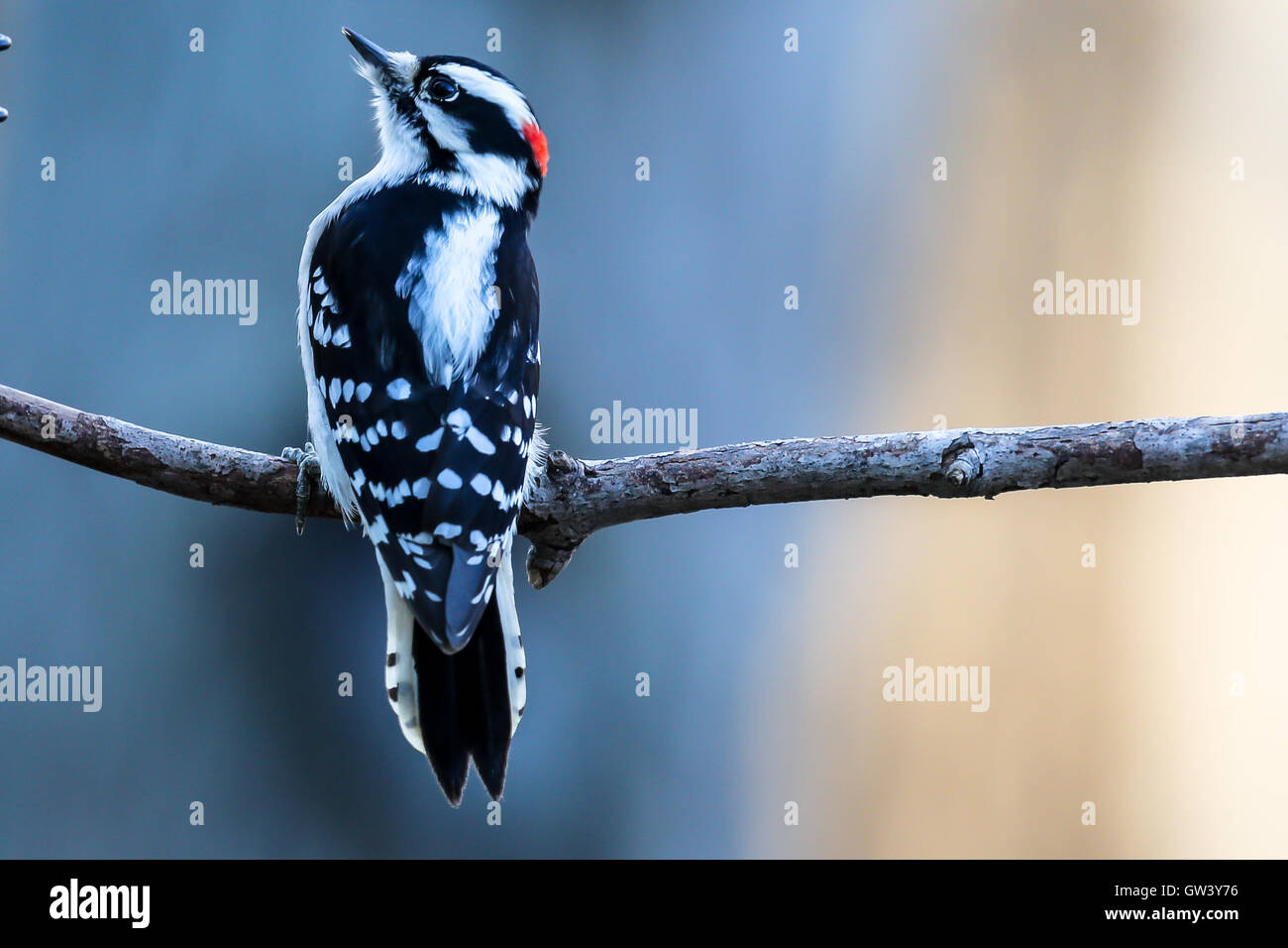 Downy woodpecker perched on a branch. Stock Photo