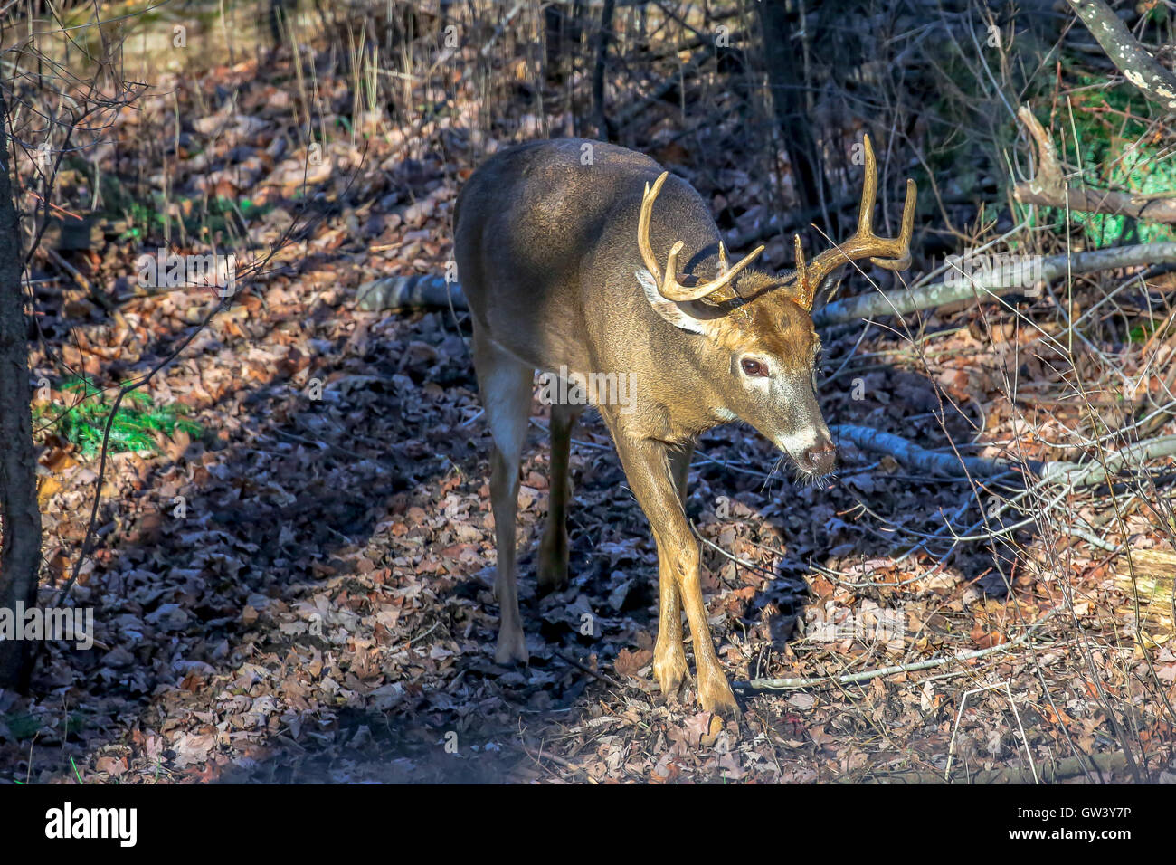A mature buck deer walking through a Wisconsin woods during the rut and