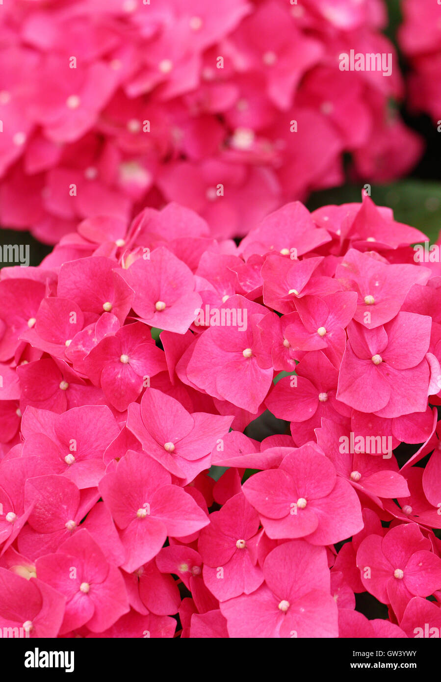 Pink hydrangea flower Stock Photo - Alamy