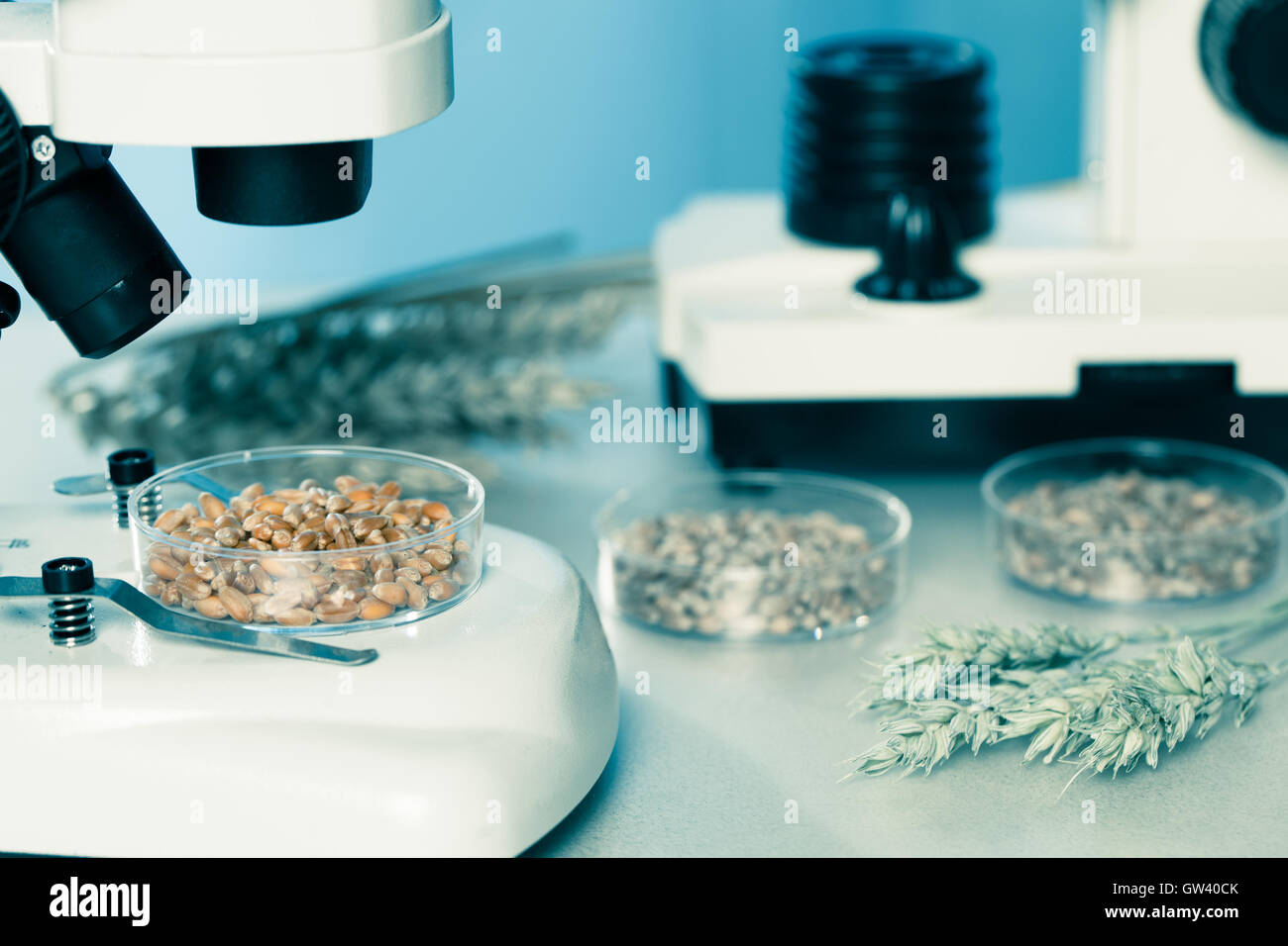 Microbiological Testing for Food Quality Stock Photo Alamy