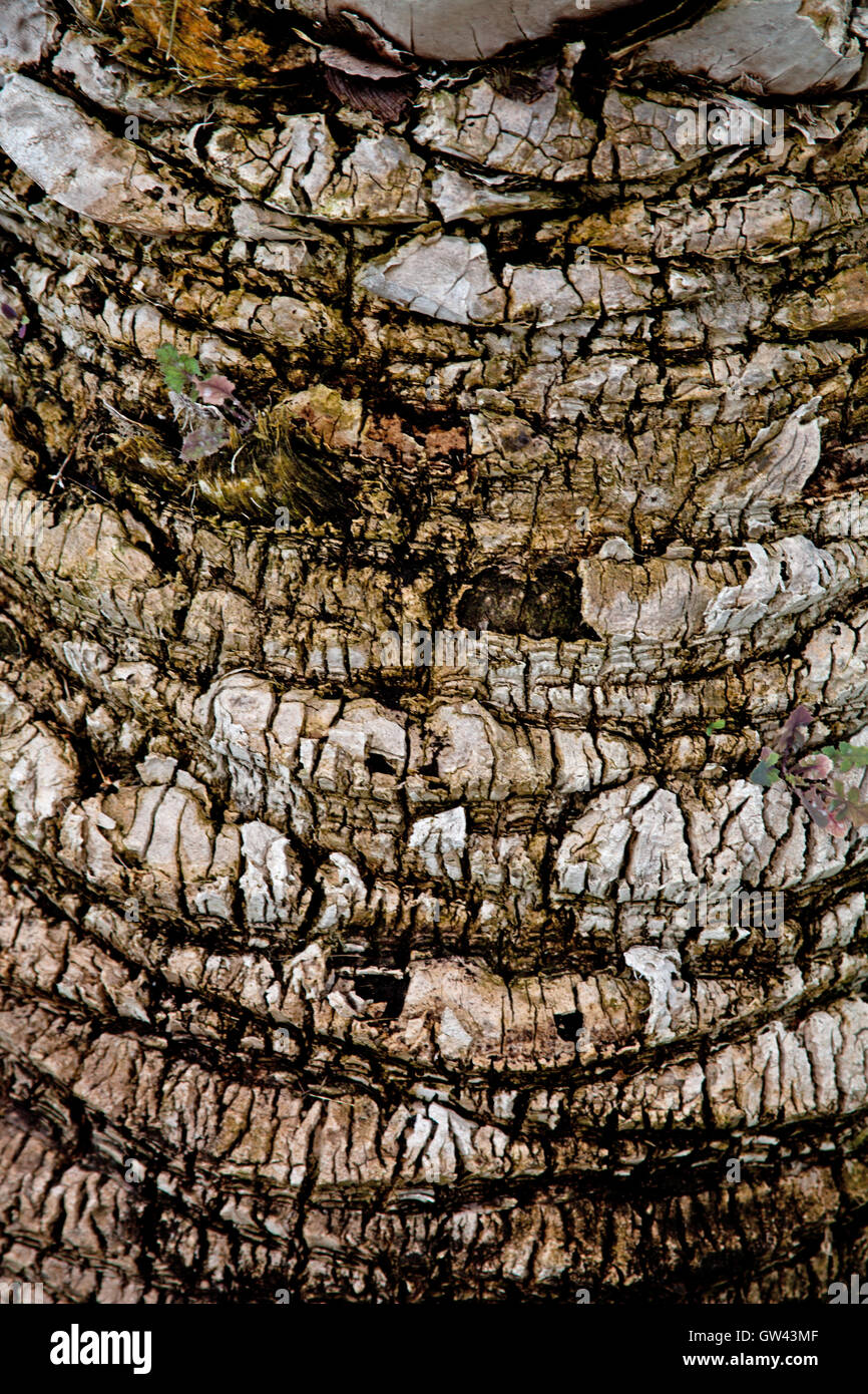palm tree trunk Stock Photo Alamy