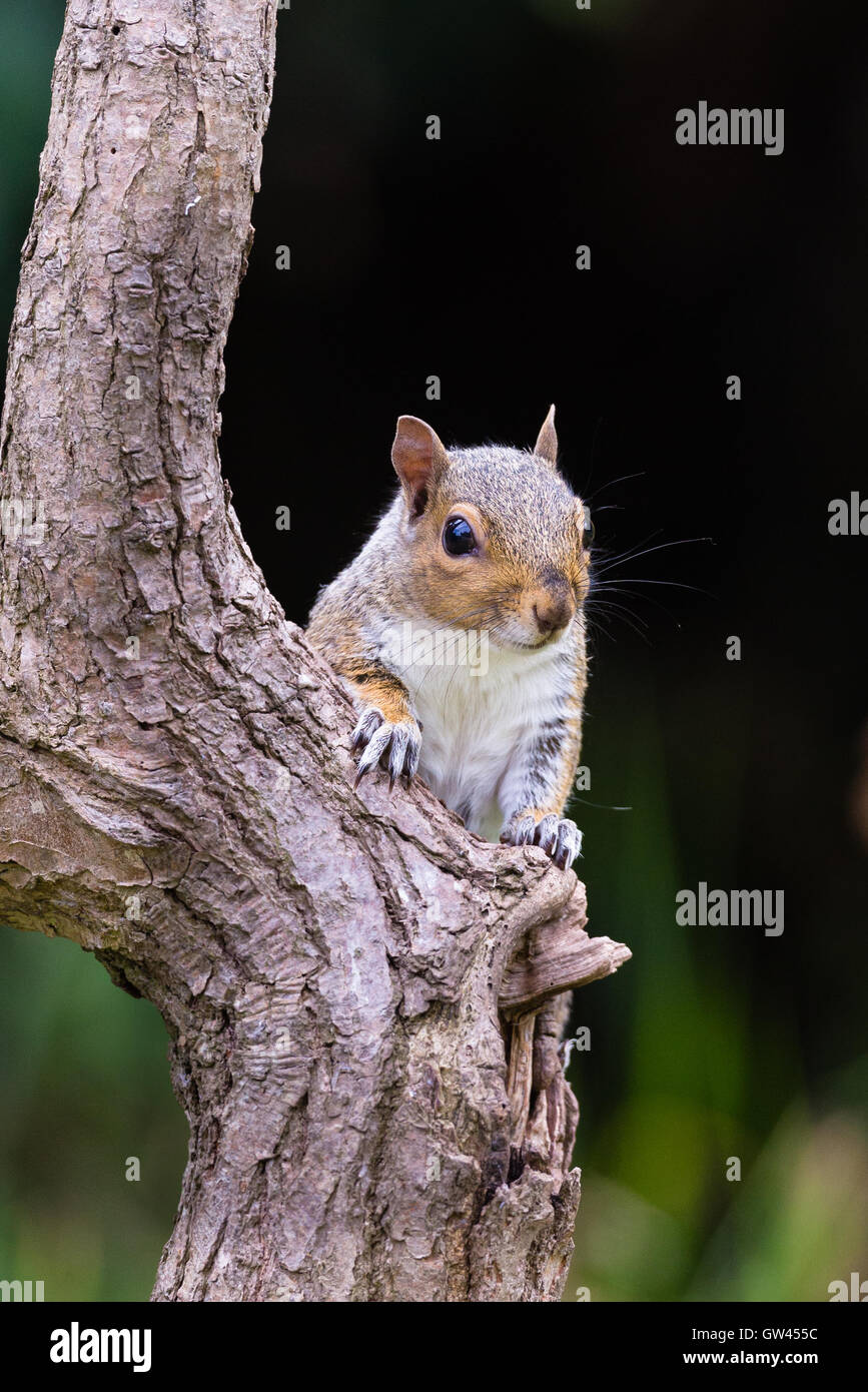 grey squirrel peeping around a tree trunk Stock Photo