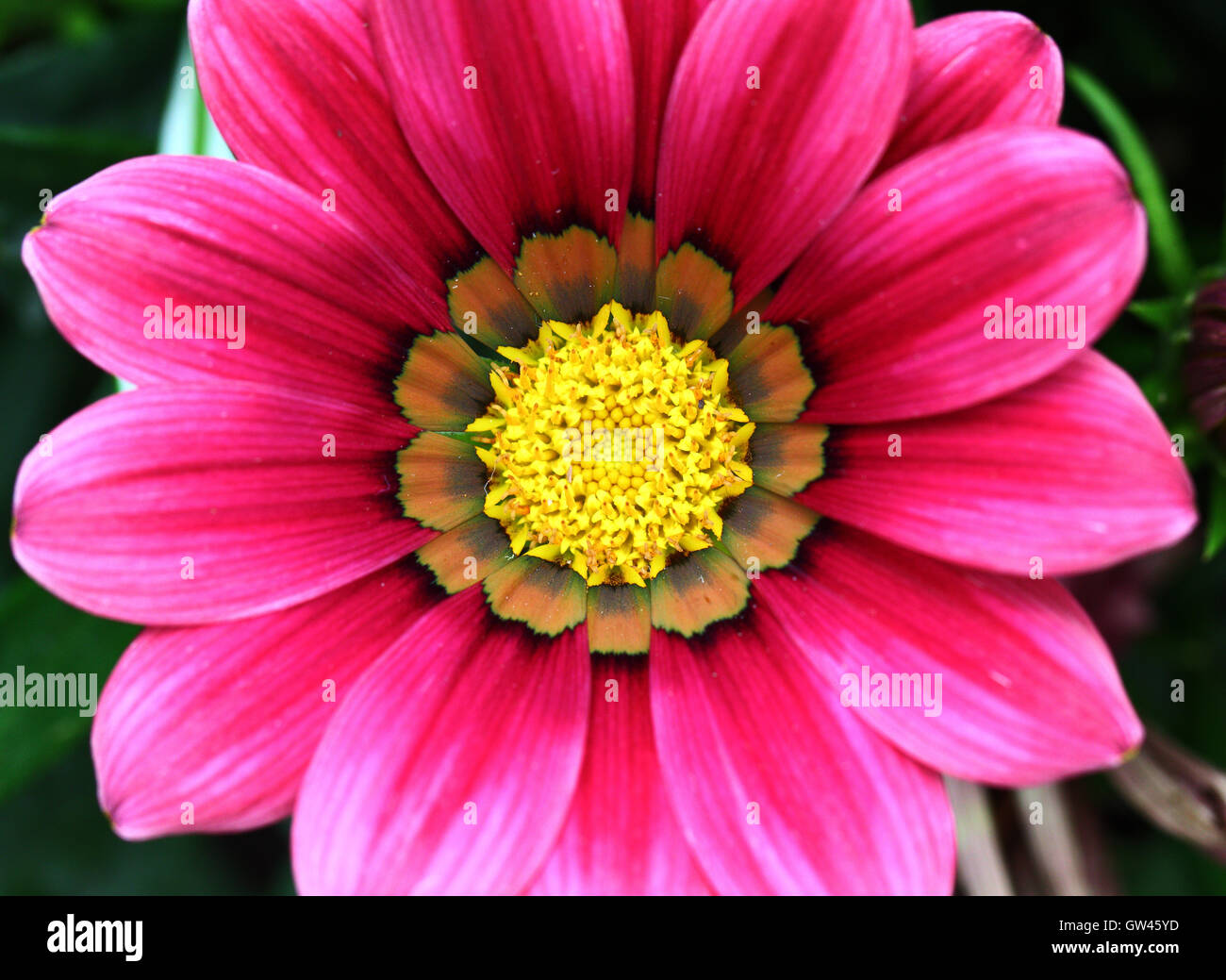 Purple flower close up Stock Photo - Alamy