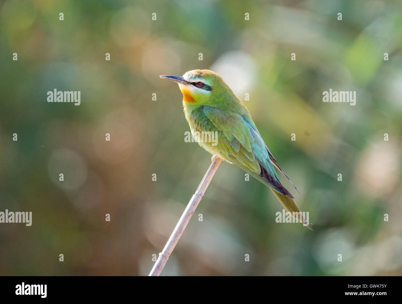 Blue Cheeked bee eater in the wilderness of egypt Stock Photo