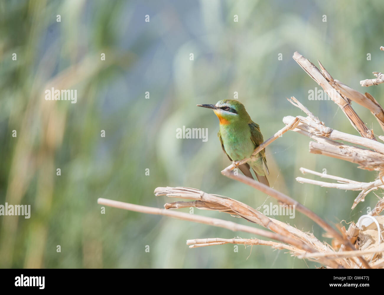 Blue Cheeked bee eater in the wilderness of egypt Stock Photo