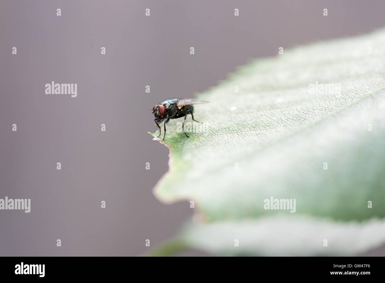 House fly musca domestica leg hi-res stock photography and images - Alamy