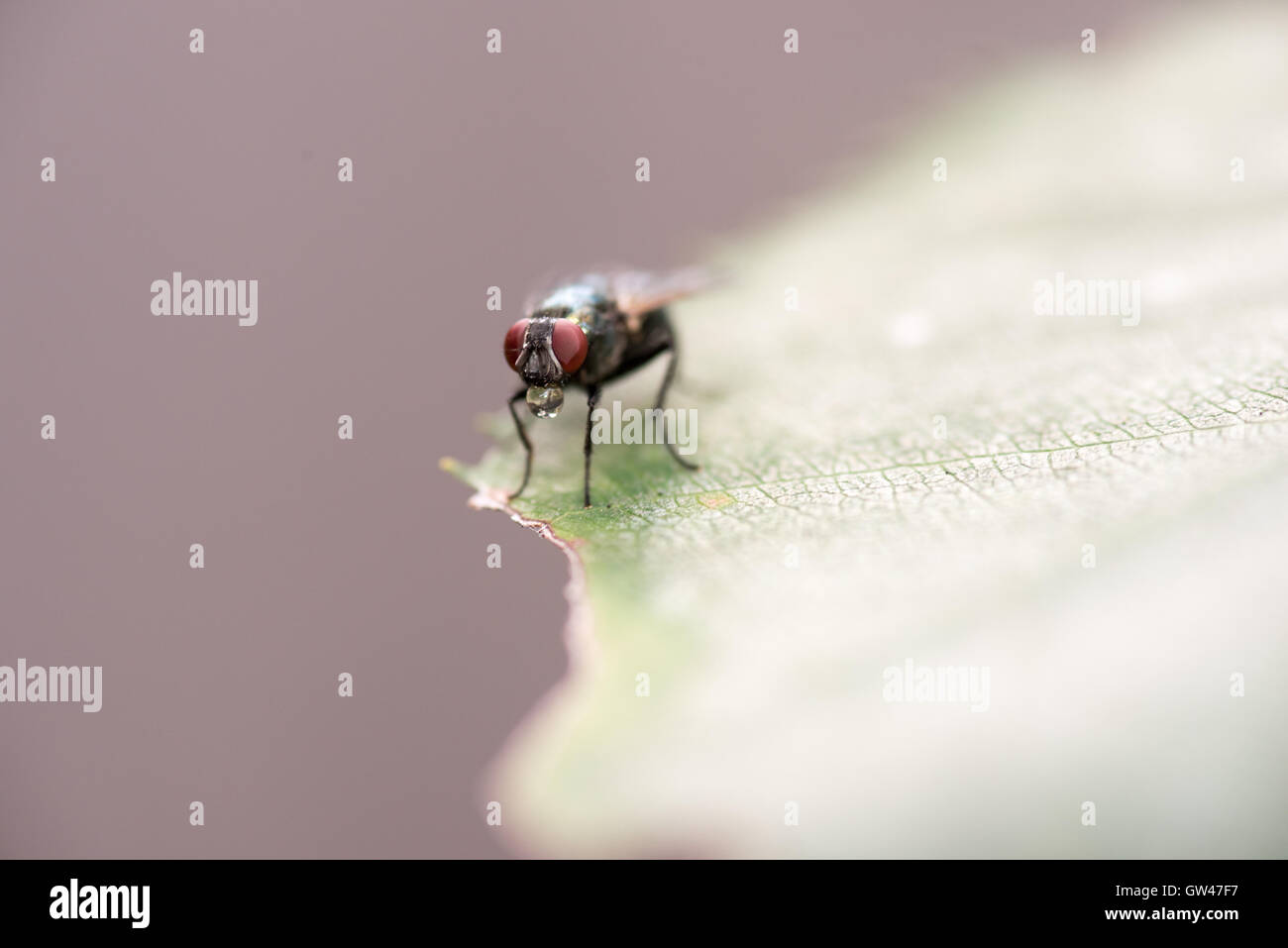 House fly musca domestica leg hi-res stock photography and images - Alamy