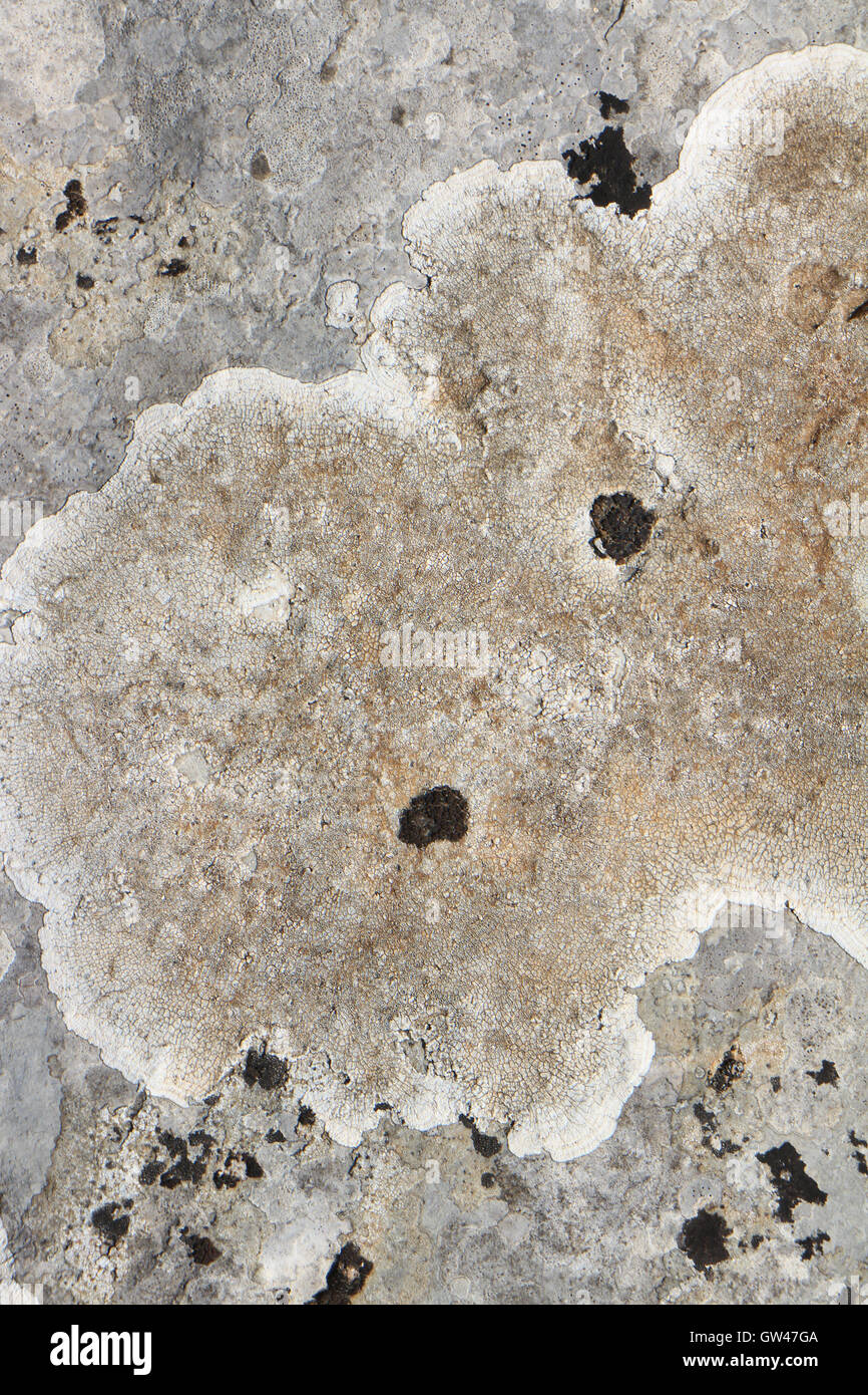 Lichen on limestone Stock Photo