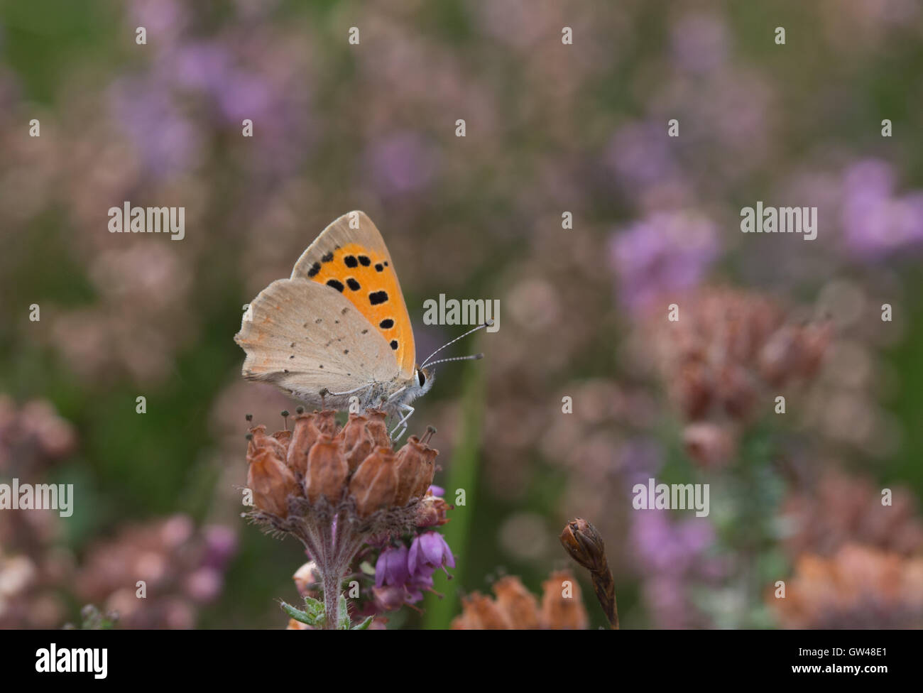 Small copper butterfly (Lycaena phlaeas) on heather in Hampshire, England Stock Photo