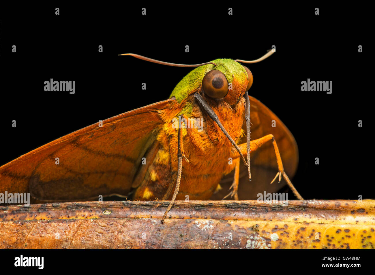 Rainforest Moths High Resolution Stock Photography and Images - Alamy