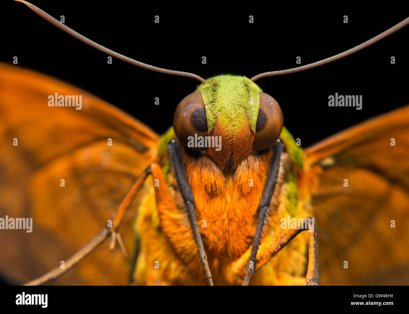 Close-up of the compound eyes of neotropical Hawk moth (possibly Eumorpha sp.), Copalinga, Zamora  province, Ecuador Stock Photo