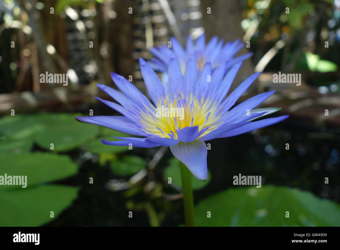 Blue Lotus Flower Uses, Benefits, And Safety, 45 OFF