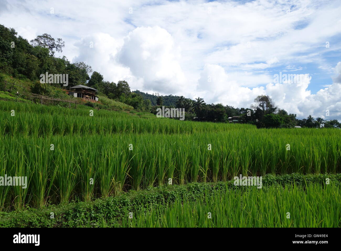Rice paddy, rice paddies, traditional thai house, clouds, mountain, valley, Mae Chem, Chiang Mai, Thailand Stock Photo