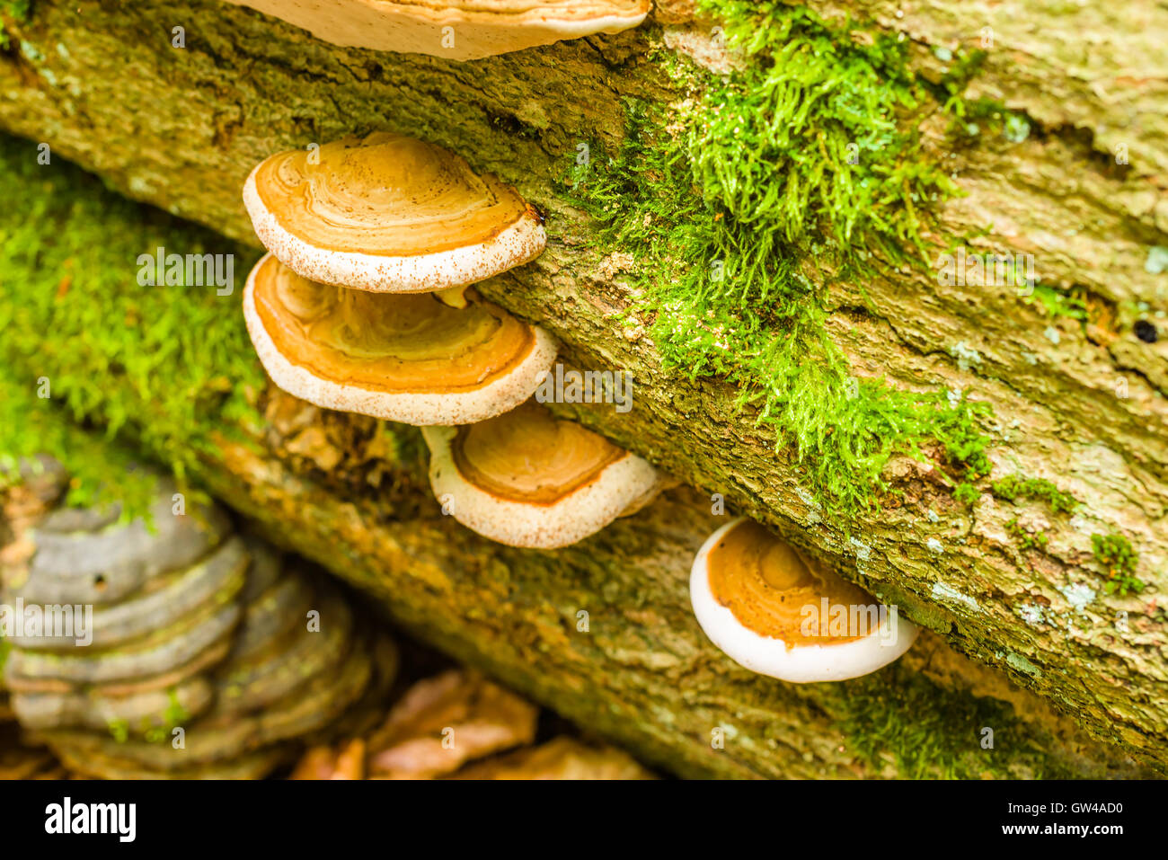 Group of polypore on dead beech tree. Stock Photo