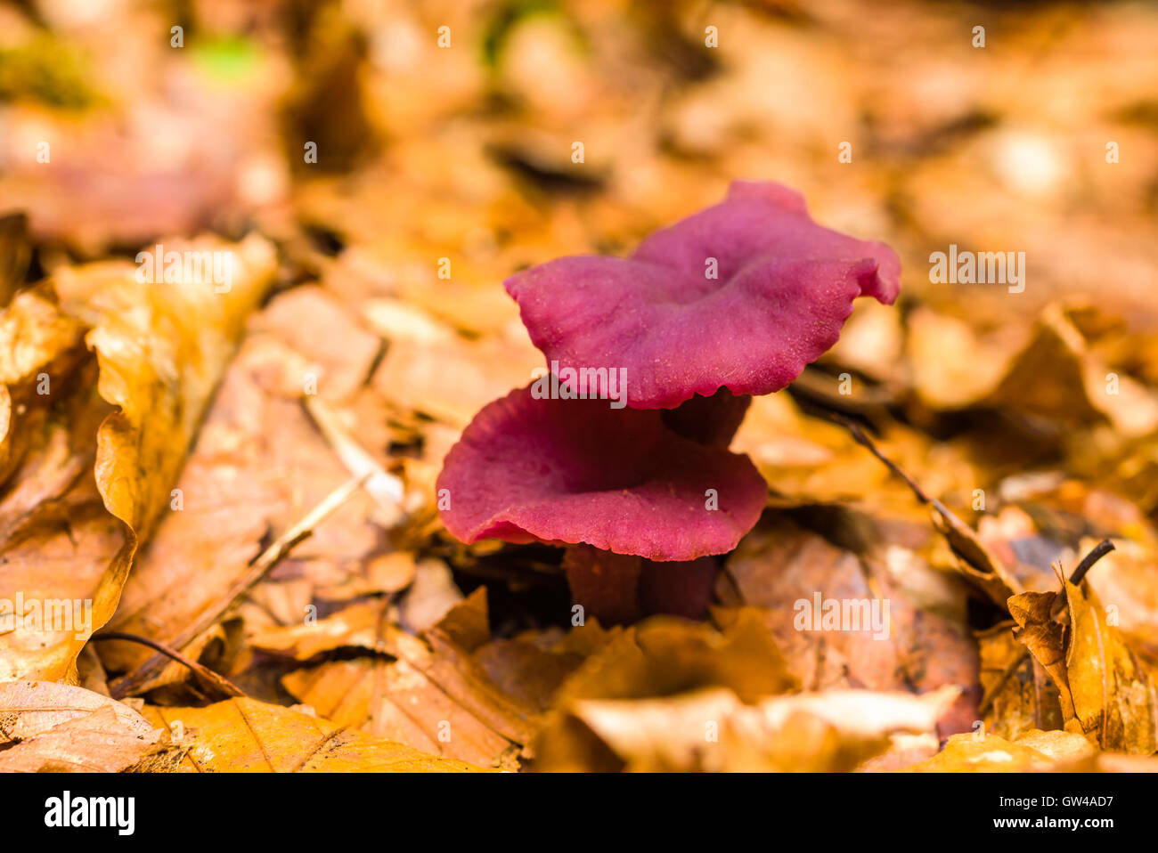 Two amethyst deceiver (Laccaria amethystine) mushrooms on the beech forest floor. Stock Photo