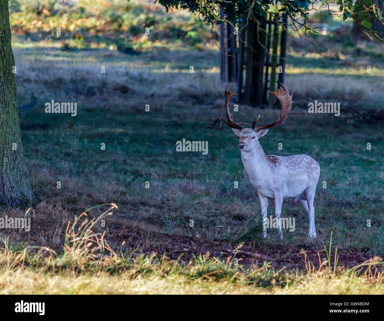 Deer In Richmond Park London England. These were taken in a very early Autumn morning . Stock Photo