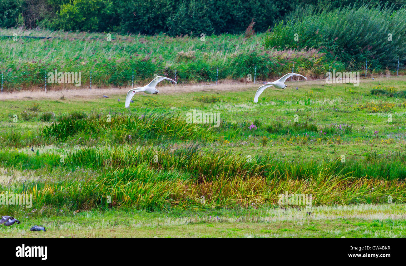 A pair of Swan in fight and than Landing on a Lake. Stock Photo