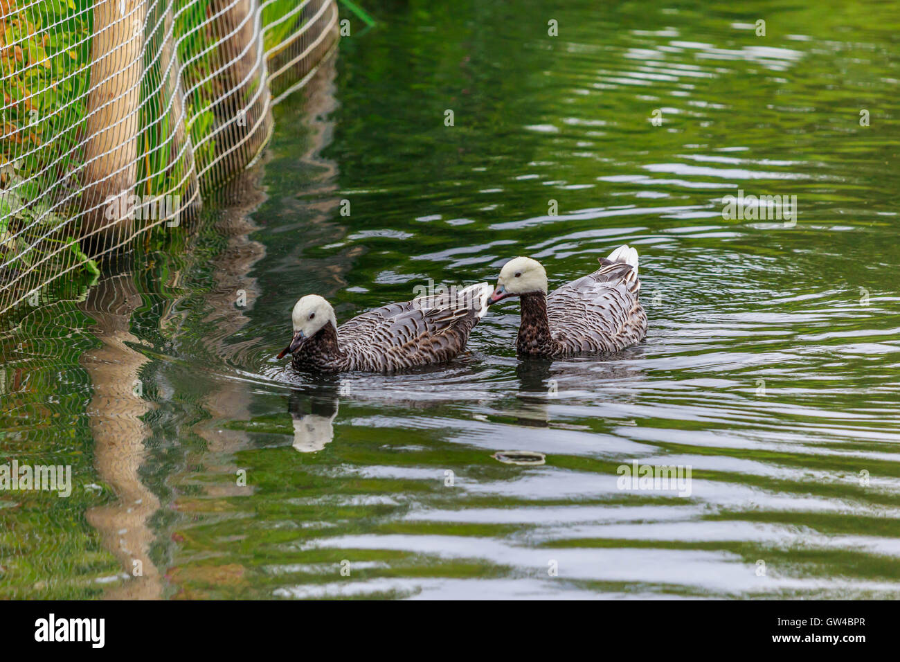 All type of goose and geese at WWT London Barnes Stock Photo